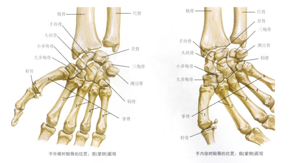 是典型的椭圆关节,由手的手舟骨,月骨和三角骨的近侧关节面作为关节头