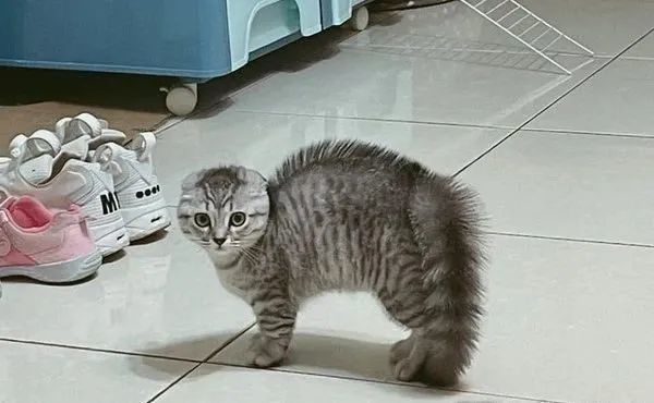 狗狗邀陪玩,小萌猫拱背炸毛"根根分明,惹妈笑:像刷子_腾讯新闻