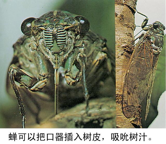 昆虫不同的口器刺吸式口器的昆虫都是没有牙齿的,它们只能以液体为食