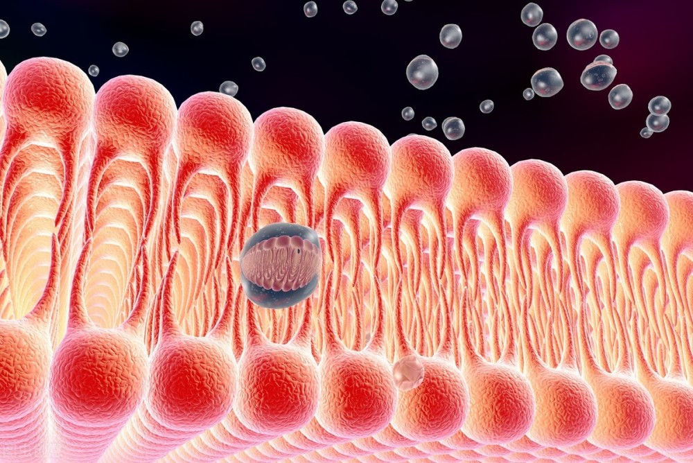 细胞膜的结构和功能浅析