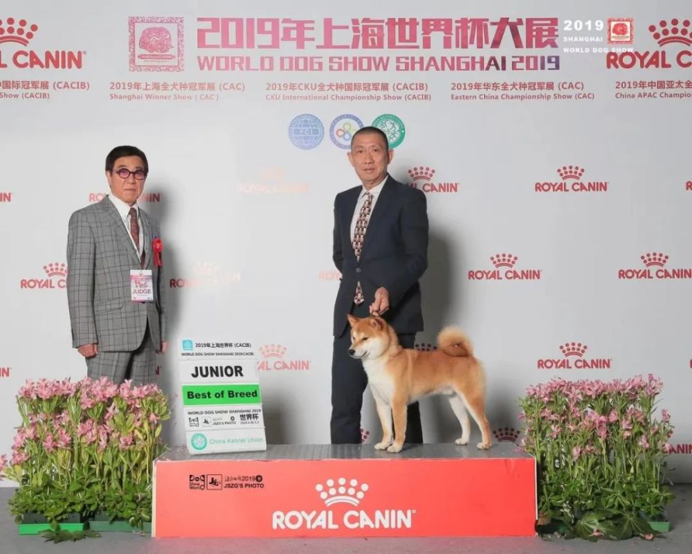 东莞这家犬舍繁育的柴犬拿过世界冠军|城中职人