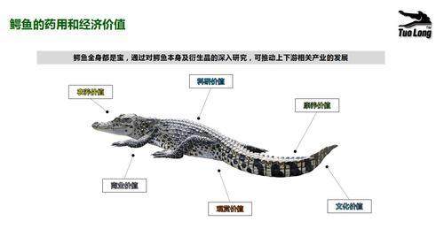 《本草纲目》记载"鳄鱼肉至补益,可以滋心润肺 止血化瘀和驱除湿邪.