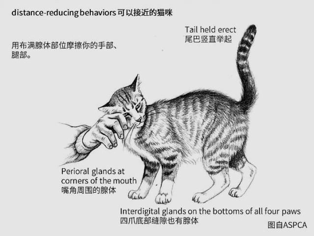 猫咪不同的"肢体语言"代表什么意思,你知道吗?