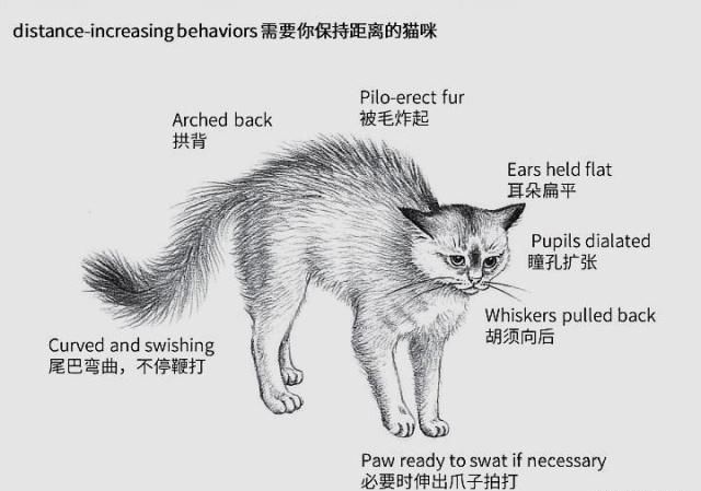 猫咪不同的"肢体语言"代表什么意思,你知道吗?