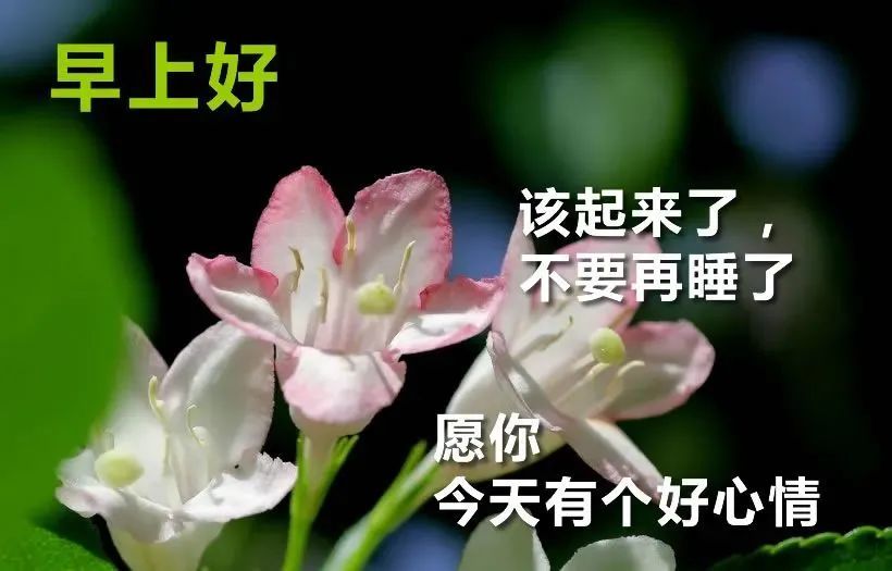 8月份最新版漂亮早安图片鲜花带字 最美早上好问候语图片带字温馨