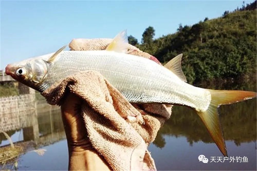 夏季水库钓黄尾,钓位选择和调漂技巧,能否钓到鱼,这几点是关键