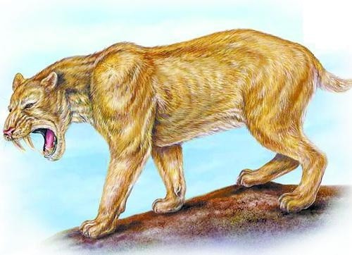 剑齿虎 剑齿虎亚科是一类长有发达的匕首状上犬齿的猫科动物,是史前