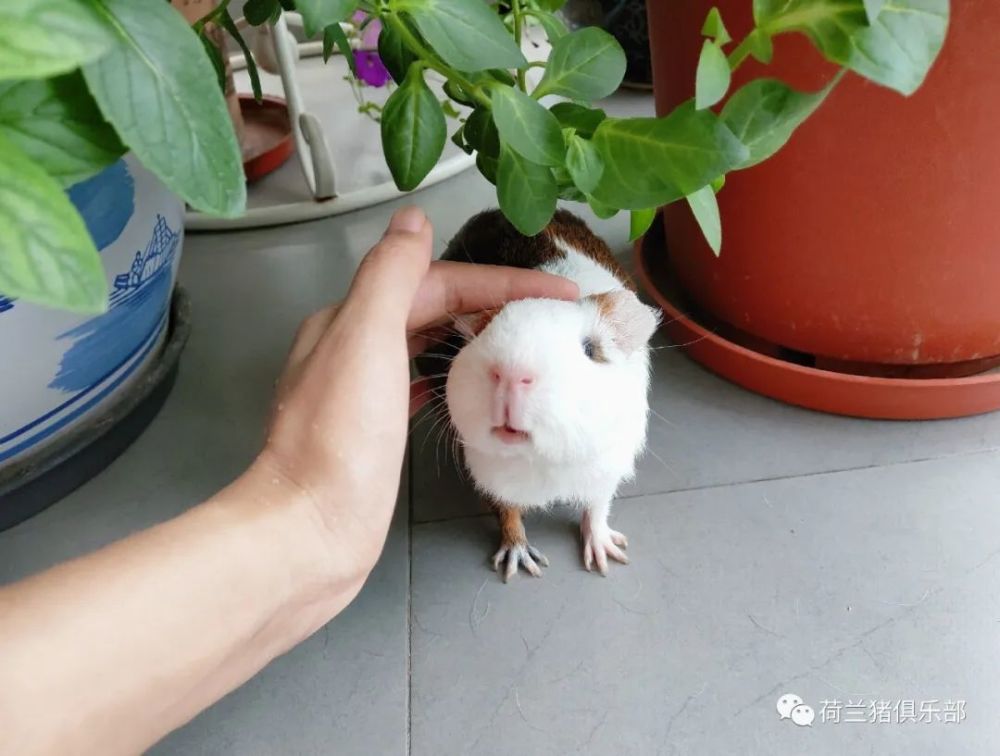 荷兰猪放生后能存活么?能遗弃荷兰猪么?第243期