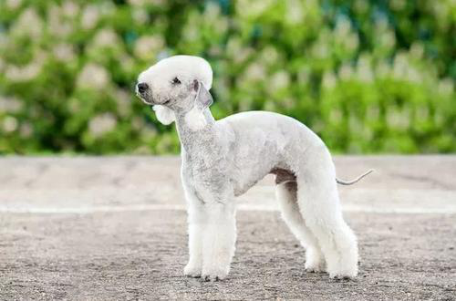 小羊一样的贝灵顿犬为什么很少人养
