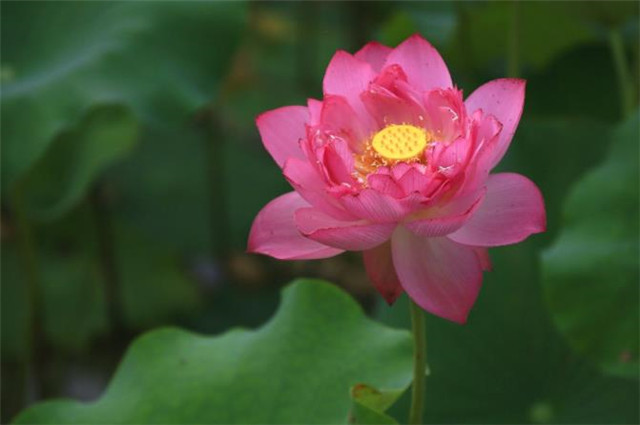 红荷花古诗词10首赏读:灼灼荷花瑞,爱此红蕖鲜