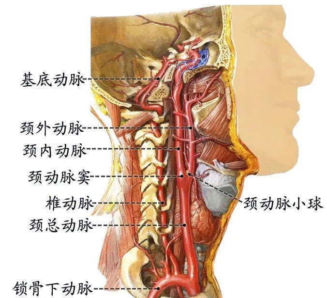 这下好了,新娘的颈动脉窦可傻傻分不清脖子上的压力是来自过于激动的