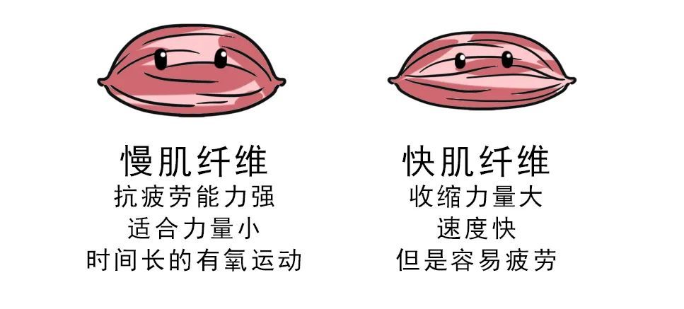和收缩速度较快的快肌纤维(ft)收缩速度较慢的慢肌纤维(st)这些肌纤维