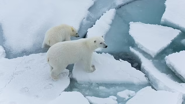北极圈48度,冰川融化破纪录!北极熊多次伤人,丹麦:再来就杀