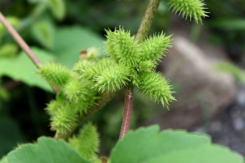 路边常见的苍耳,年轻人们称为"烦人刺球,老人说道是珍贵本草