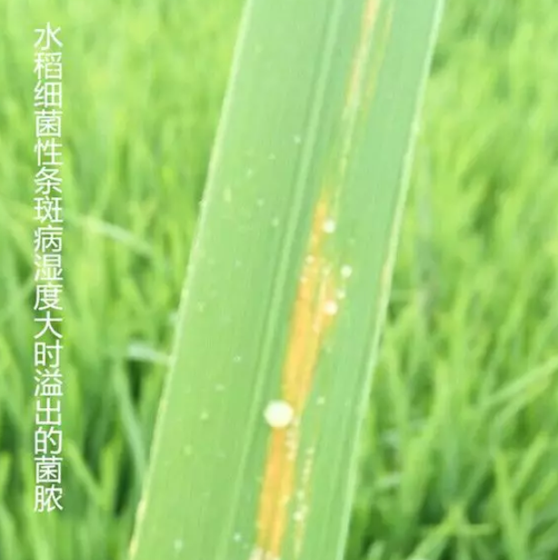 水稻细菌性条斑病