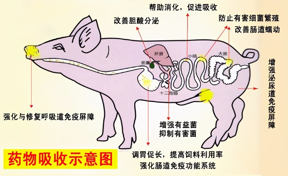 猪坚强去世享年十四岁,相当于人类百岁高龄,猪为啥能活这么久?