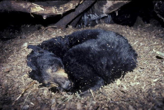 冬眠中的黑熊