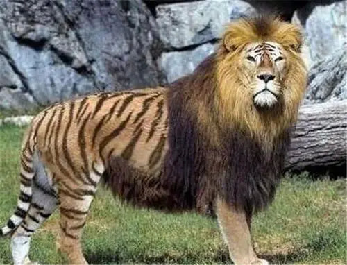 虎狮兽体型为何与狮虎兽差距这么大,看完你就知道答案