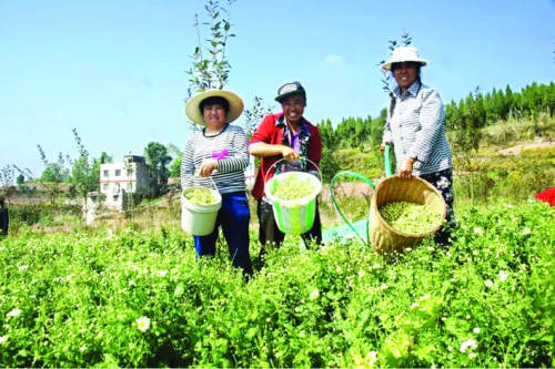 村民正在采摘药材
