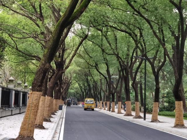 不再到处栽香樟?常州大力调整行道树树种结构