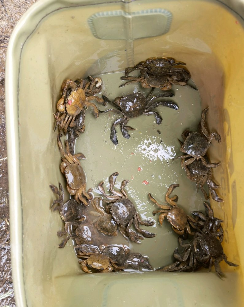 台州河道螃蟹泛滥钓鱼人连续几天钓到好多这种螃蟹能吃吗