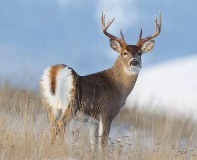 据相关媒体报道称,美国近日在大量野生白尾鹿的体内检测出了新冠病毒
