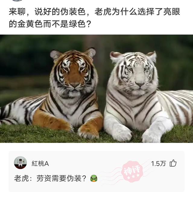 【沙雕问题】:亚马逊森林之王,森蚺,既然它没有天敌,能带把刀自救吗?