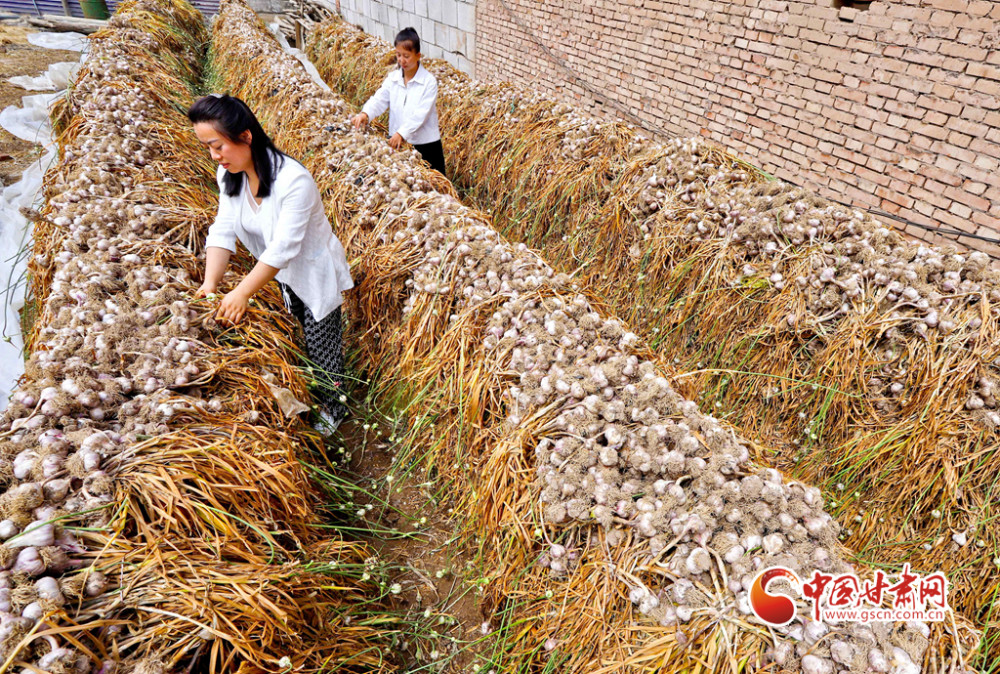 【陇拍客】甘肃民乐:3万亩紫皮大蒜喜获丰收