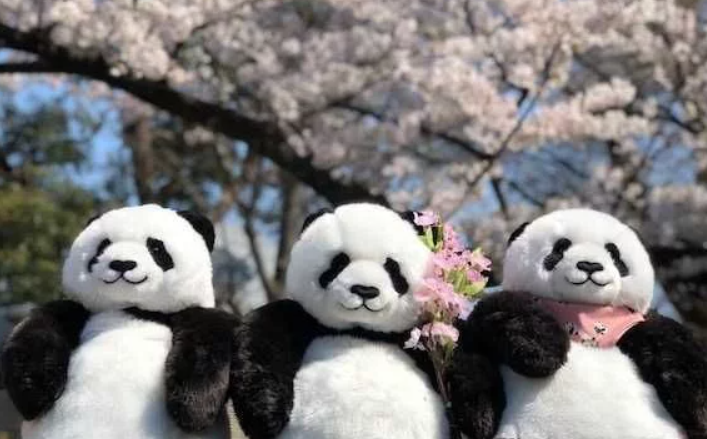 国外为何独爱熊猫?怪不得国宝那么难借