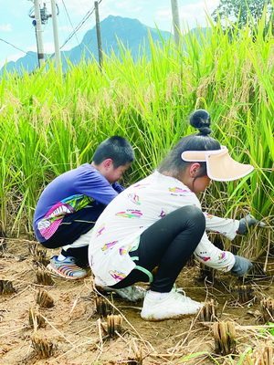 暑假带孩子回老家干农活 下地收割稻子进山捡拾鸭蛋