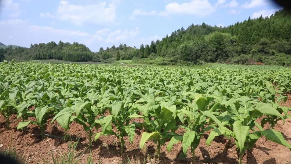 贵州贵定"贵烟"品牌特色有机烟叶种植达1084亩