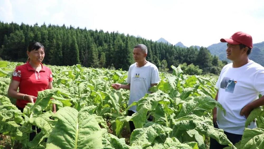 贵州贵定"贵烟"品牌特色有机烟叶种植达1084亩