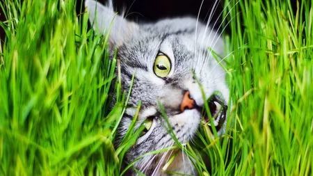 而且猫咪年龄越小,每周吃草的频率也越高,一岁以下每周都要吃草的猫咪