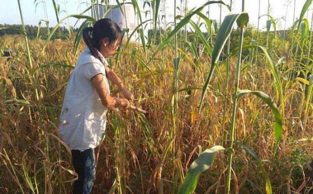 以前的孕妇能下地干活为什么现在的孕妇却不行看完你就明白了