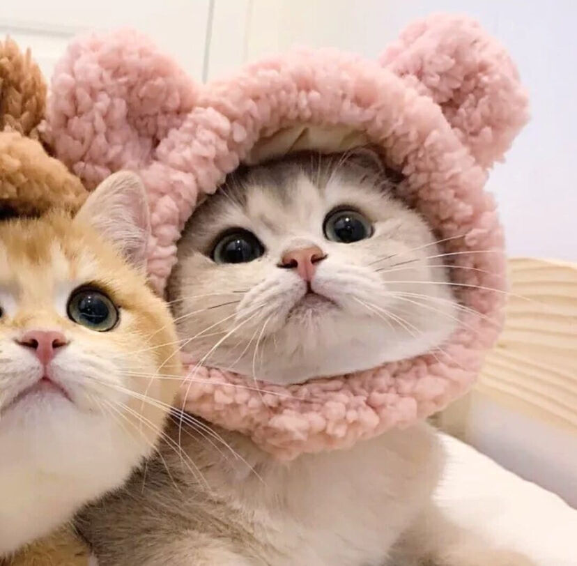 可爱猫猫情侣头像