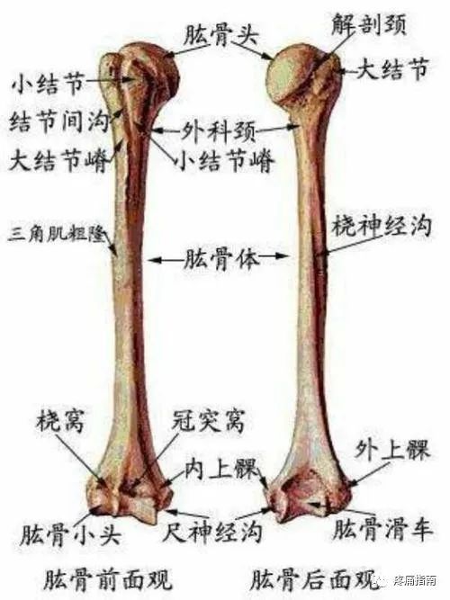 结节间沟:简易定位:先确定肱骨大结节,大结节前侧凹陷即为结节间沟.