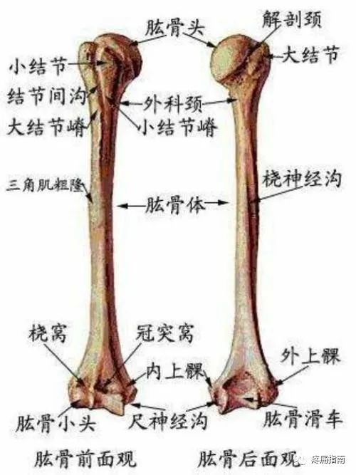 体表骨性标志在疼痛中的应用