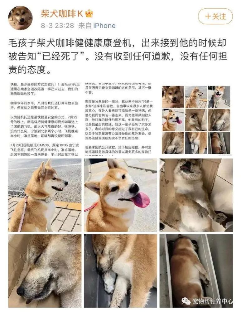 厚,有 金毛 siri,现在有 八哥跳 跳,还有被国航托运致死的 柴犬咖啡