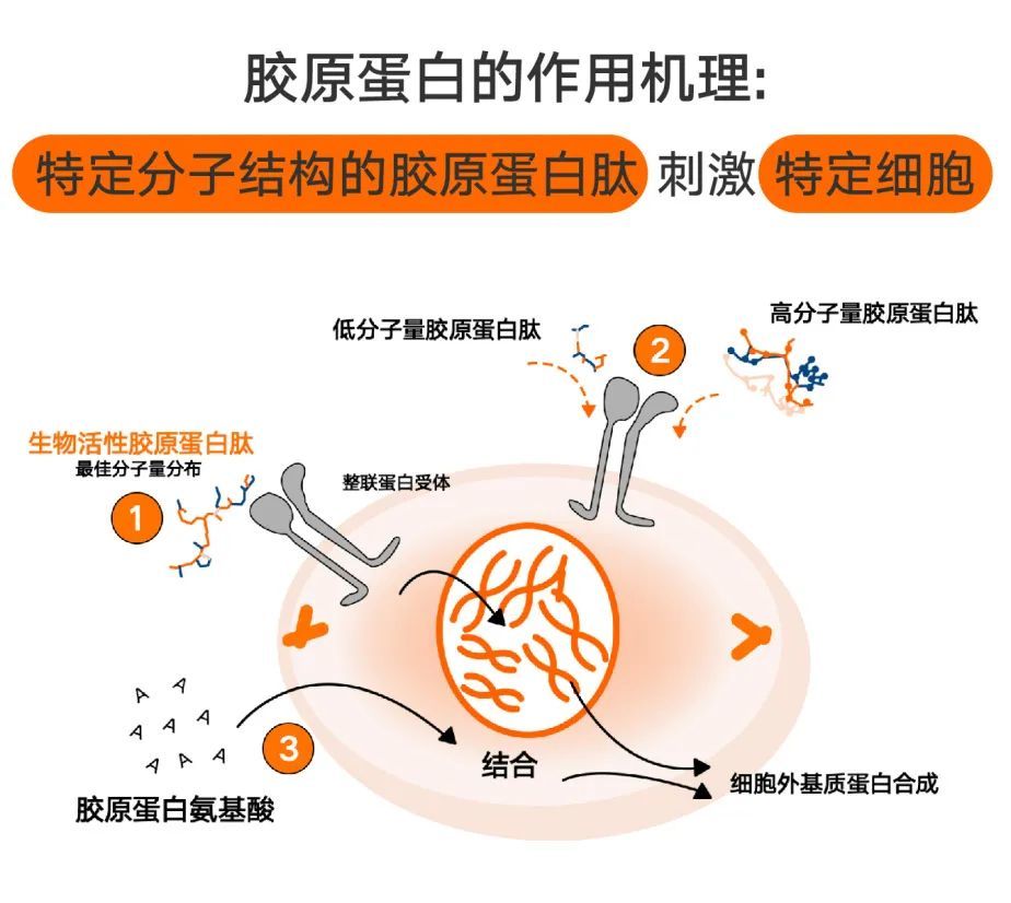 真正要补充的是这种特定结构的胶原蛋白肽分子,这种分子的结构很特殊