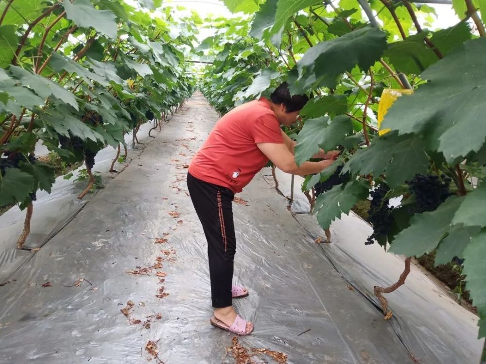 牟池塔村成都市十佳三美示范村