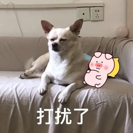 表情包你是不是外面有狗了