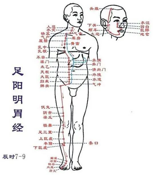 这里所说的 "阳明脉"主要指的是十二经络中的胃经,这条经脉经过大半个