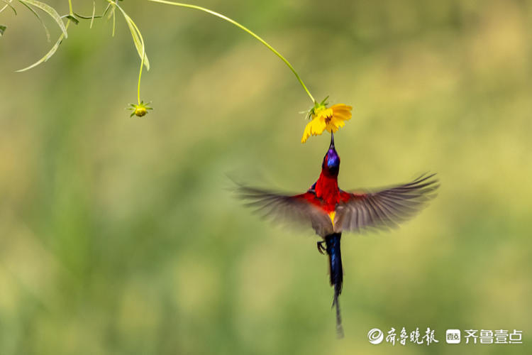 又见东方蜂鸟太阳鸟