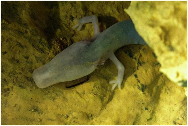 最像龙却又最懒的生物洞螈,可以7年一动不动,交配期长