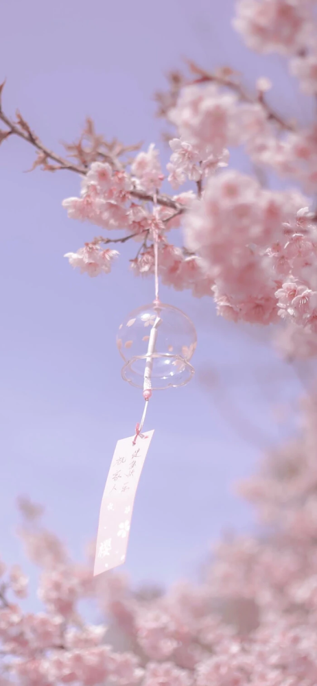 花主题治愈系壁纸:一花一世界