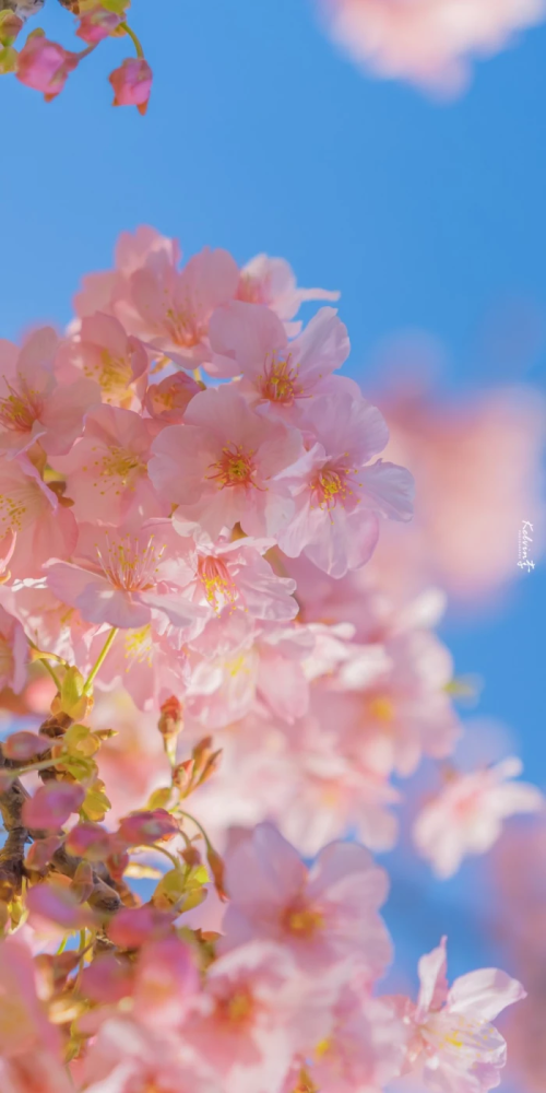花主题治愈系壁纸:一花一世界