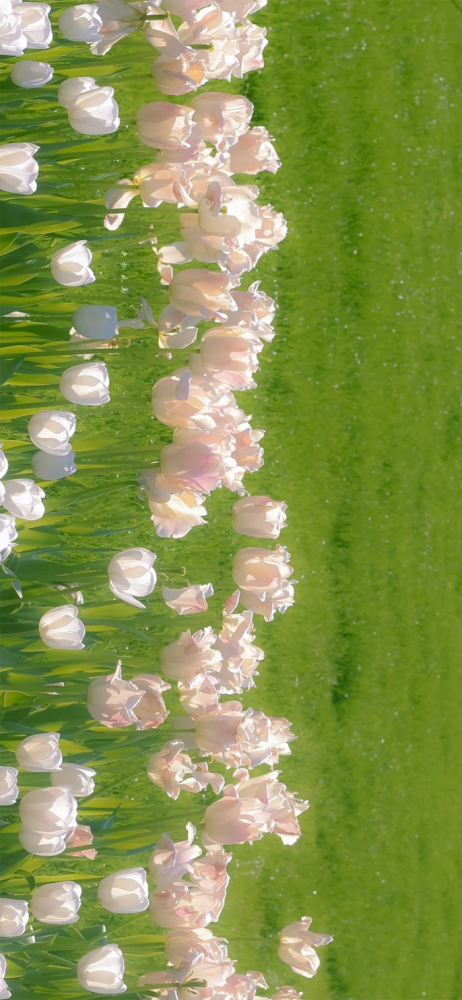 花主题治愈系壁纸:一花一世界