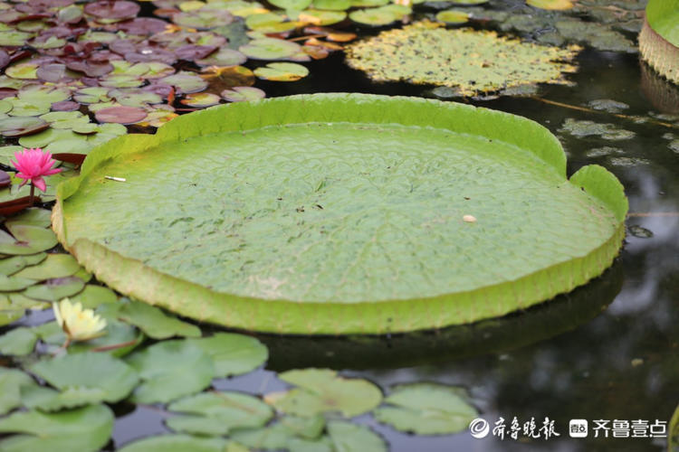 情报站|霸气王莲叶如圆盘!壹粉带你邂逅大明湖畔的水中大力士