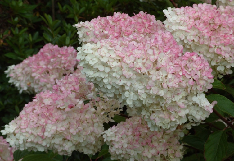 此款绣球花造型独特,花球如"圆锥",盆栽地栽难度不大