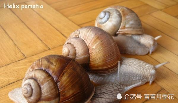 一般的法式蜗牛的主料有两种,一种是法国大灰蜗牛(helix pomatia,也